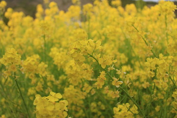 菜の花rape blossoms
