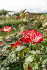 Obraz premium Close-up of a red and white rose in full bloom