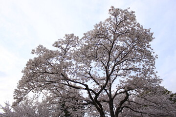 木, とぶ, 全盛期, 花, 自然, 空, サクランボ, ブランチ, 咲く, 冬, 雪, 白, 青, ピンク, 季節, すごい, 霜, 木, 寒い, 植える, 花, 美しさ, sakura, 森, 全盛期, 3月, 4月, さくら, 桜, 季節, 卒業式, 入学式, 入社式, 出発, 門出, 桜餅, ピンク, 桃色, spring
