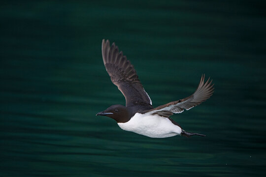 Thick-billed murre (Uria lomvia) in flight, Alkefjellet, Svalbard, Norway. July. 