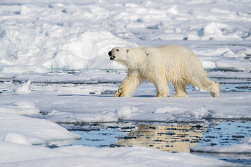 Polar bear (Ursus maritimus) walking over drift ice, Svalbard, Norway. July. 
