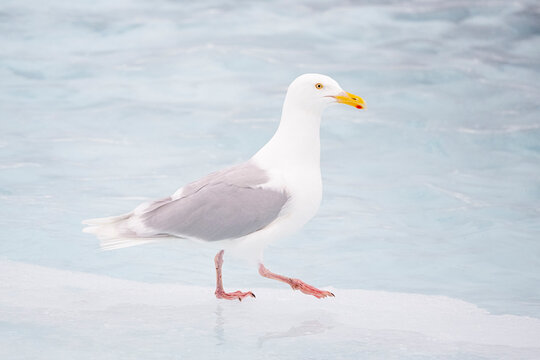 Glaucous gull (Larus hyperboreus) walking on ice, Svalbard, Norway. July. 