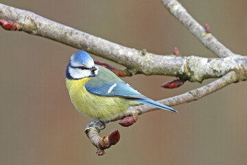 Eurasian blue tit (Cyanistes caeruleus) perched in chestnut tree in early spring, Denmark. March.