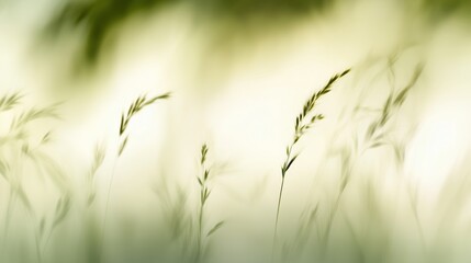 Grass swaying in gentle breeze during warm summer evening at a serene location in nature