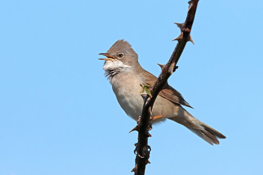Common whitethroat (Curruca communis) perched on thorny branch singing, Denmark. May. 