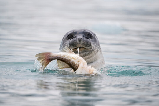 Harbour seal (Phoca vitulina) in water feeding on Atlantic cod (Gadus morhua), Svalbard, Norway. August. 