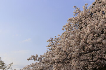 桜さくらCherry春