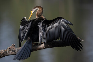 Darter (Anhinga melanogaster) perched on branch, preening, Keoladeo Ghana National Park, Bharatpur, Rajasthan, India.