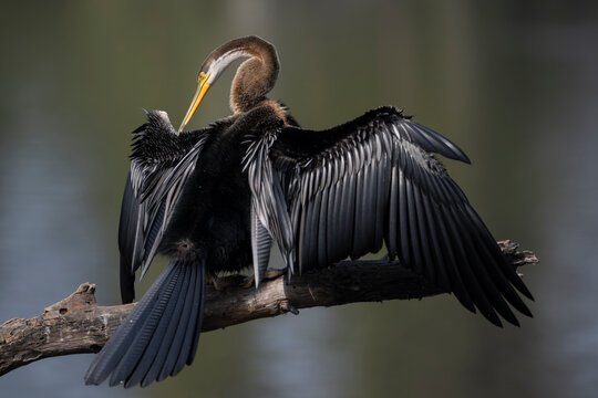 Darter (Anhinga melanogaster) perched on branch, preening, Keoladeo Ghana National Park, Bharatpur, Rajasthan, India. 