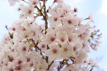 桜さくらCherry春