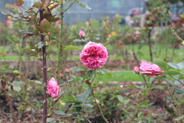 pink flowers in the garden