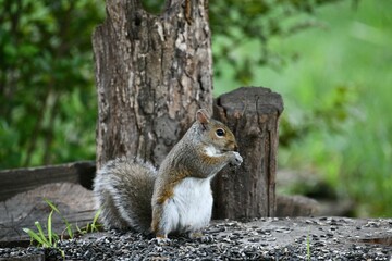 Naklejka premium Squirrel eating seeds in a natural setting.