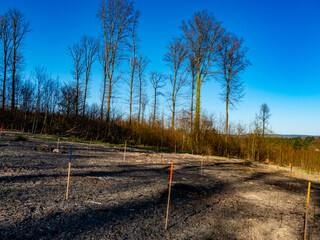 Wiederaufforstung im Mischwald durch Anpflanzen von jungen Pflanzentrieben an bunten Stöcken

