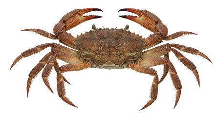 Isolated Crab with Claws