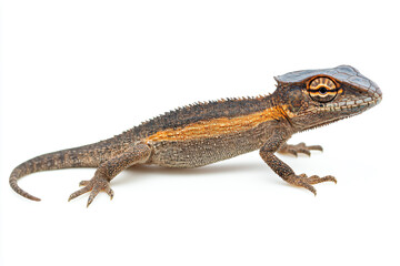 Fototapeta premium a lizard with a brown and orange stripe on its body