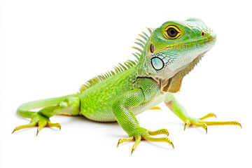 Obraz premium a lizard with a magnifying glass on its face