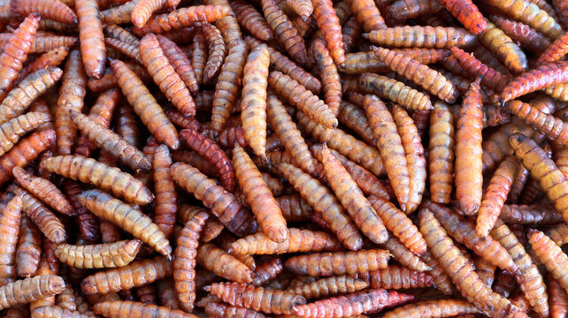 Full screen dried black soldier fly (BSF) maggot for fish and poultry feed