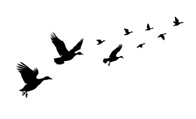 A flock of ducks flying. hand drawing. Not AI. Vector illustration.