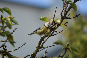 blue tit on a tree