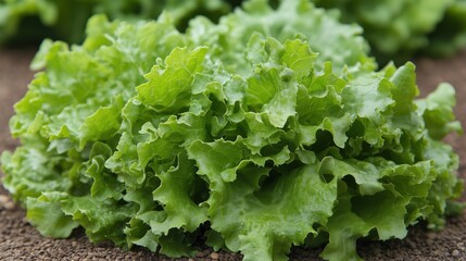 Fresh green lettuce growing in a garden on a sunny day near the vegetable patch at a local farm