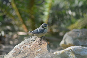 baby blue tit on a rock