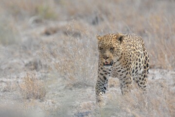 Leopard in wild savannah - Animal of africa