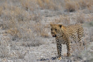 Leopard in wild savannah - Animal of africa
