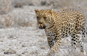 Leopard in wild savannah - Animal of africa