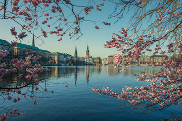 Kirschblüte an der Alster mit rosa Zierkirsche und Blick auf die Hamburger City