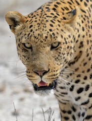 Leopard in wild savannah - Animal of africa