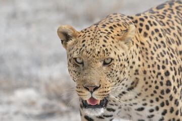 Leopard in wild savannah - Animal of africa