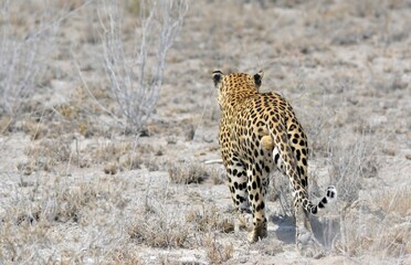 Leopard in wild savannah - Animal of africa