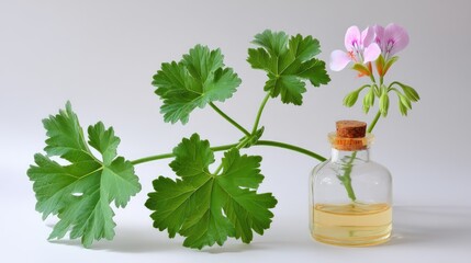 A bottle of Geranium essential oil with a pink geranium study, white background