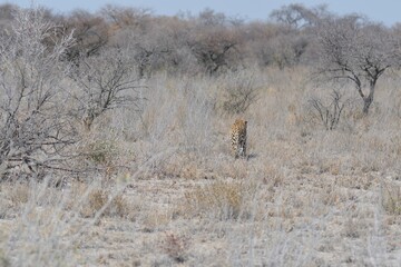 Leopard in wild savannah - Animal of africa