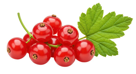 Isolated Red Currants