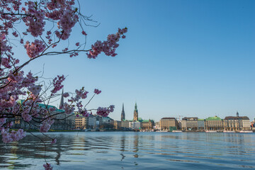 Kirschblüte an der Alster mit rosa Zierkirsche und Blick auf die Hamburger City