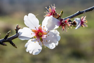 Almond blossoms in a garden in Madrid