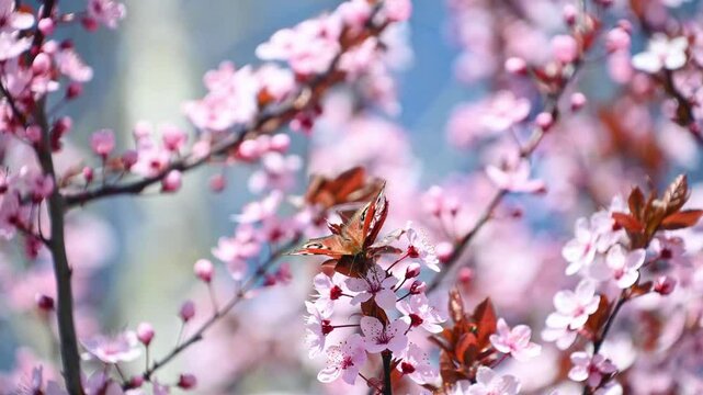 Beautiful butterfly pollinates pink flowers. Aglais io, the European peacock, the peacock butterfly. Spring nature background.