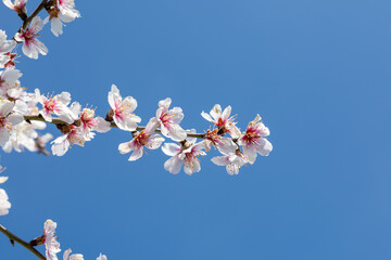 Almond blossoms in a garden in Madrid