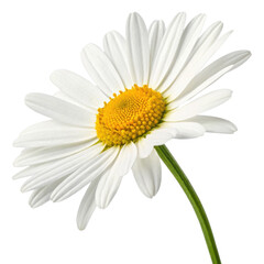 Fototapeta premium beautiful white daisy flower with vibrant yellow center, showcasing its delicate petals