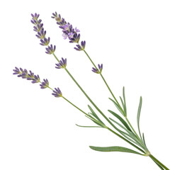 Naklejka premium Lavender flower stem with purple blossoms and green leaves, symbolizing tranquility and beauty
