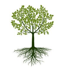 Shape of green Tree with Leaves and Roots. Vector outline Illustration.