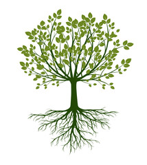 Obraz premium Shape of green Tree with Leaves and Roots. Vector outline Illustration.