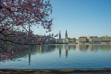 Obraz premium Kirschblüte an der Alster mit rosa Zierkirsche und Blick auf die Hamburger City