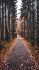 Naklejka premium Autumn forest path photography with vibrant orange leaves, high-resolution autumn forest path photography for nature lovers, realistic autumn forest path photography perfect for seasonal landscape con
