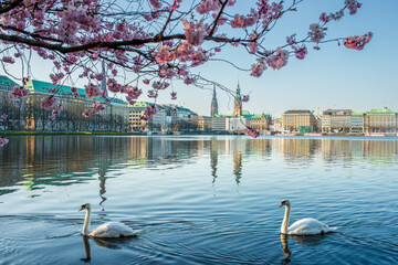 Schw&auml;ne auf der Alster im Fr&uuml;hling mit Kirschbl&uuml;ten
