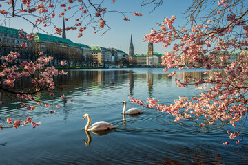 Alsterschw&auml;ne mit rosa Kirschbl&uuml;te an der Alster im Fr&uuml;hling