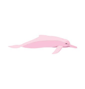 Inia geoffrensis - Male Amazon river dolphin seen in Side view