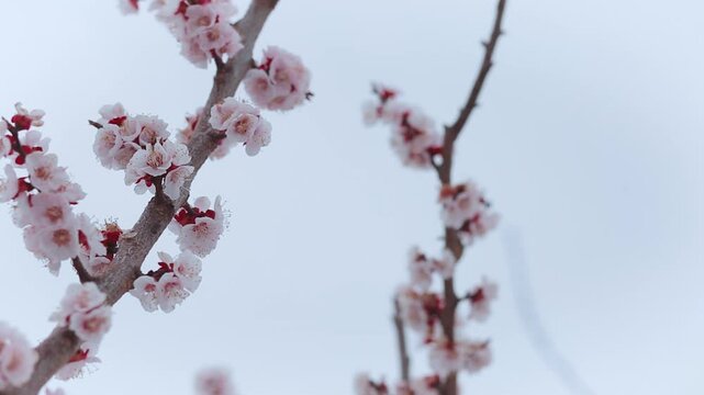 Tree branches covered with beautiful spring pink flowers. Spring time blossoming. Blossom of a young apple tree.