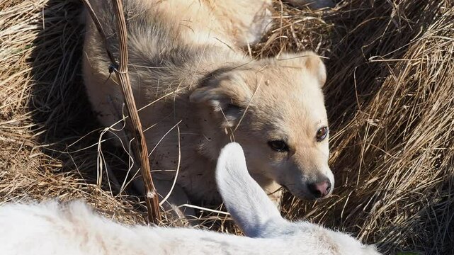 funny puppy dog ​​lies on back plays fooling around